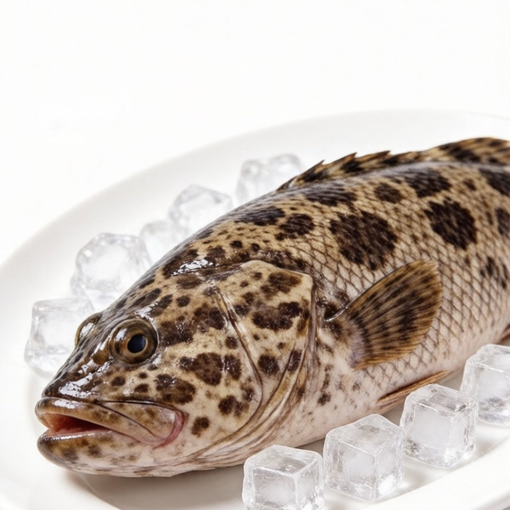 Whole spotted grouper laid on crushed ice